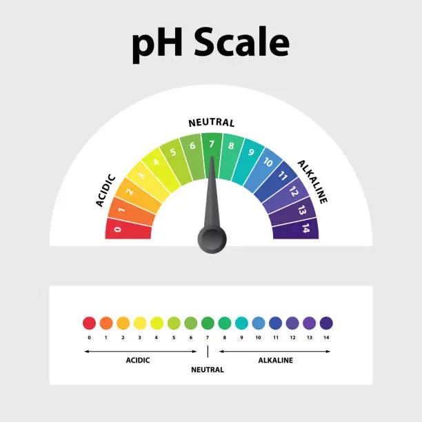 Vector illustration of Ph level Scale chart indicator diagram value. Alkaline, neutral, acidic solution.