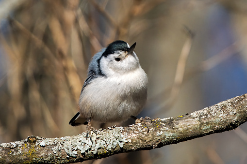 White-breasted nuthatch on tree trunk in Amherst Island, Ontario, in winter