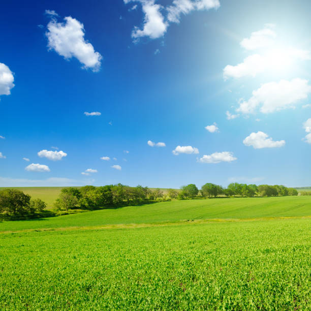 istock A green pea field and sun on blue sky. 1902967354