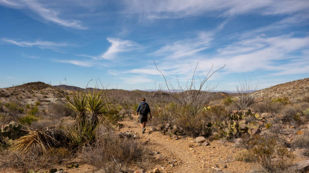 istock Hiker Passes Ocotillo In Big Bend 1902970990