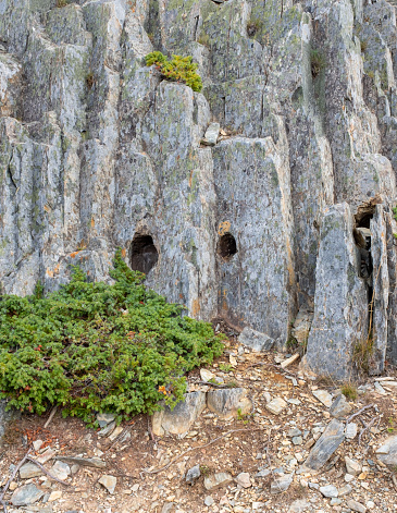 The Devil's footrpints ,at Keels,Newfoundland,Canada, on the Bonavista Peninsula are a geological formation, and in a UNESCO Geopark