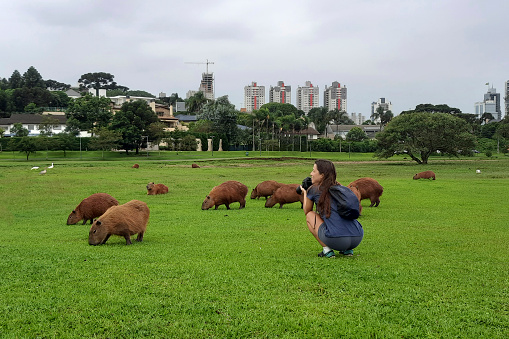 Woman photographing capybaras at Barigui park in the city of Curitiba, capital of the state of Paraná in southern Brazil