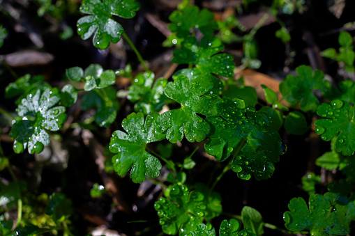 Glistening winter morning: lush foliage adorned with dewdrops under the gentle sunlight.