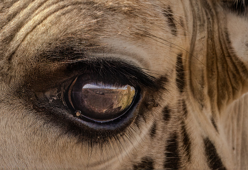 Safari in the eyes