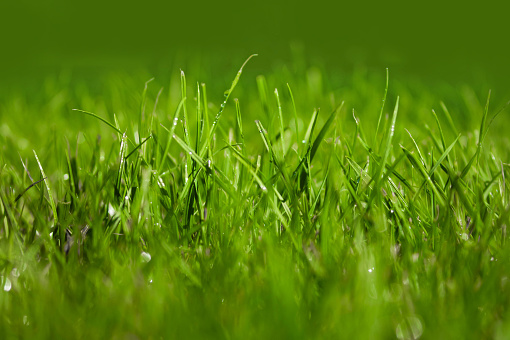 Close up of fresh thick green grass with water drops