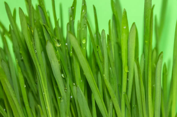 Fresh Green Grass with water drops close up