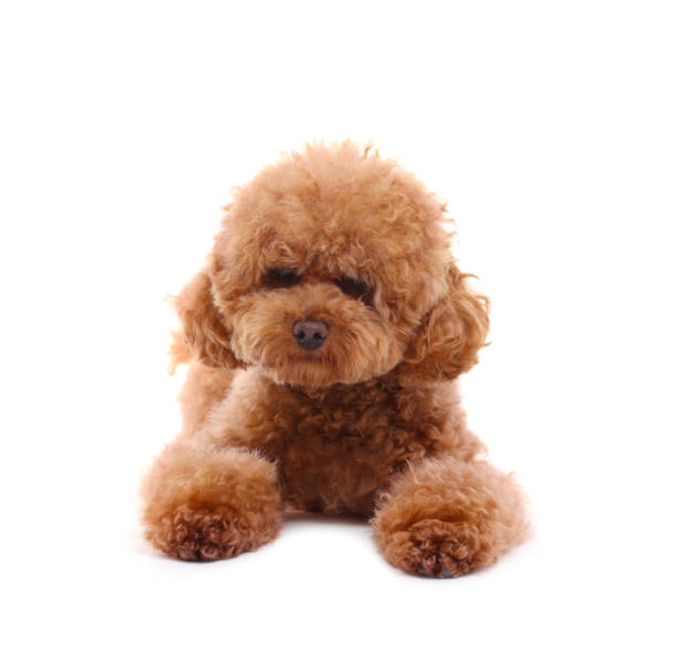 istock Cute Maltipoo dog on white background. Lovely pet 1902995964