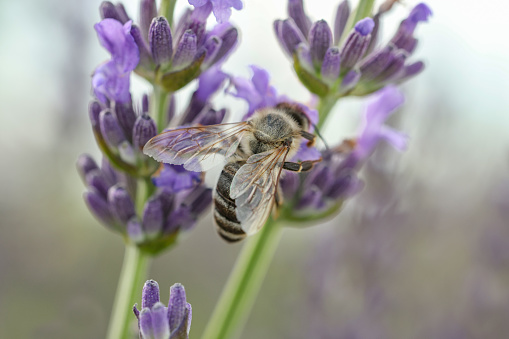 Honeybee collecting nectar from beautiful lavender flower outdoors, closeup