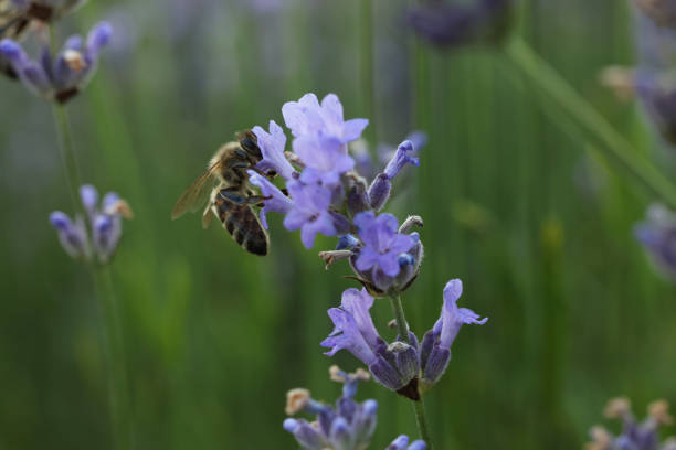 istock Honeybee collecting nectar from beautiful lavender flower outdoors, closeup 1902996025