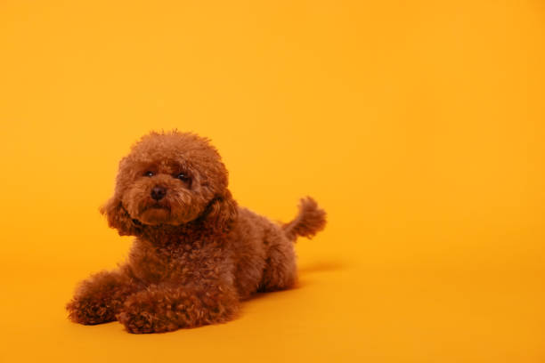 istock Cute Maltipoo dog on orange background, space for text. Lovely pet 1902996028