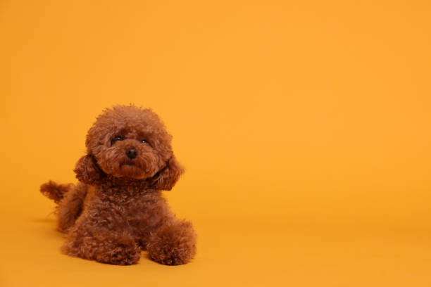 istock Cute Maltipoo dog on orange background, space for text. Lovely pet 1902996043