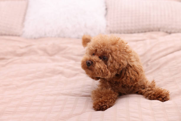 istock Cute Maltipoo dog on soft bed, space for text. Lovely pet 1902996065
