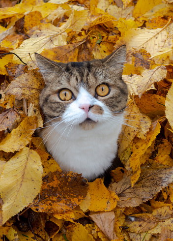 A British cat sitting in a lot of autumn leaves and his eyes are the same colors as these