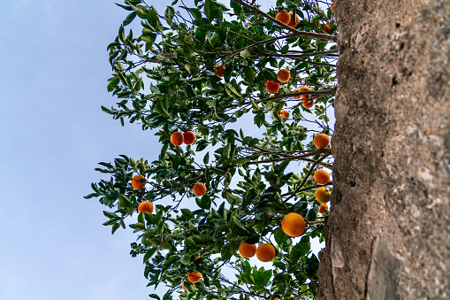 Orange Tree Italy