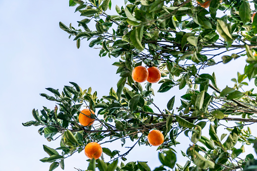Healthy natural Orange Tree