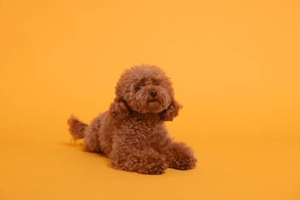 istock Cute Maltipoo dog on orange background. Lovely pet 1902996149