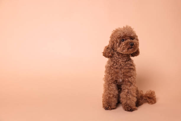 istock Cute Maltipoo dog on beige background, space for text. Lovely pet 1902996177