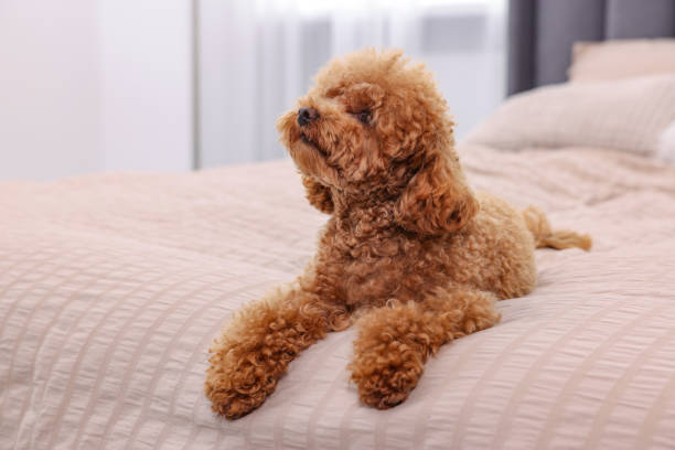 istock Cute Maltipoo dog on soft bed at home. Lovely pet 1902996206