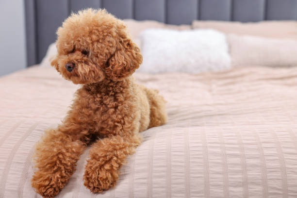 istock Cute Maltipoo dog on soft bed, space for text. Lovely pet 1902996213