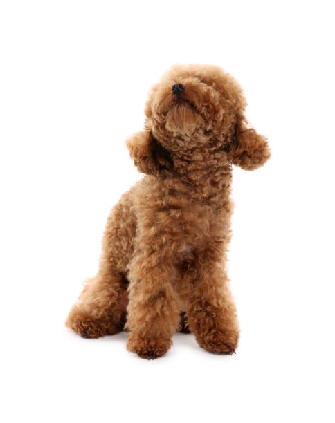 istock Cute Maltipoo dog on white background. Lovely pet 1902996240
