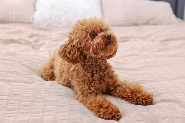 istock Cute Maltipoo dog on soft bed. Lovely pet 1902996242