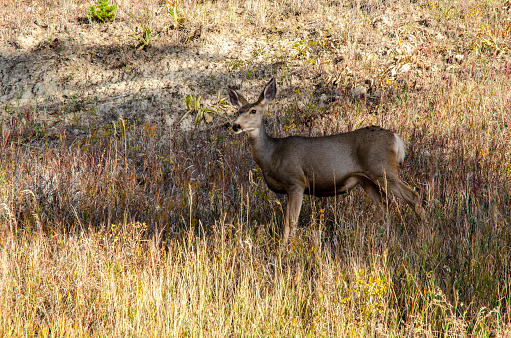 White-tailed deer, odocoileus virginianus, in fall. Parc national des Iles-de-Boucherville near Montreal and Longueuil.