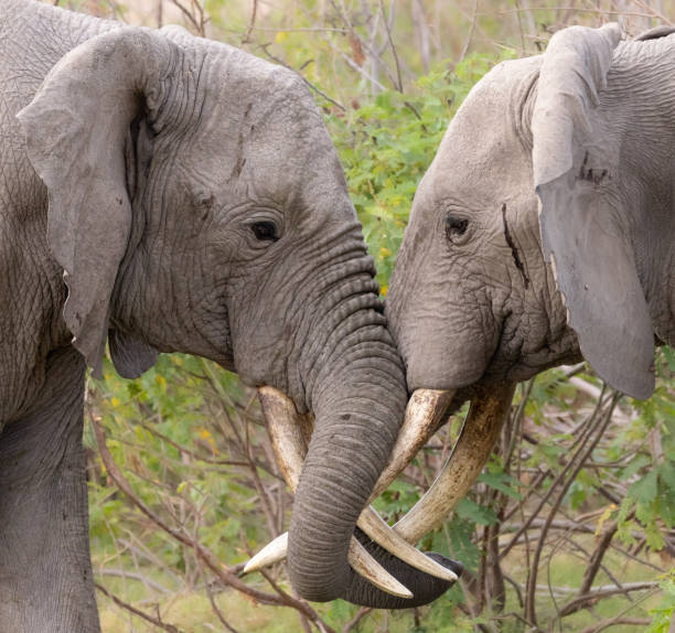 istock Amboseli National Park 1902996617
