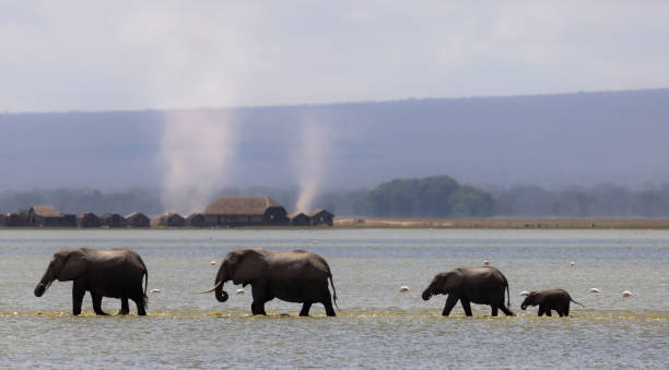 istock Amboseli National Park 1902996633