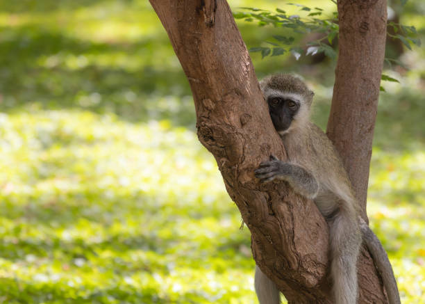 istock Amboseli National Park 1902996712