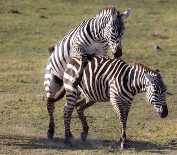 istock Amboseli National Park 1902996728