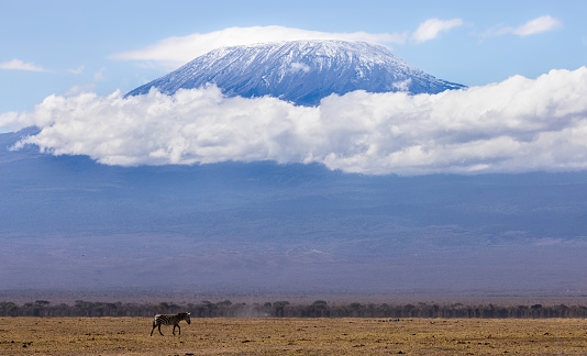 A huge variation of different animals can be spotted in the swamps of the Amboseli National Park in Kenya.