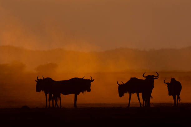 istock Amboseli National Park 1902996917