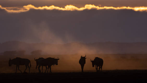 istock Amboseli National Park 1902996918