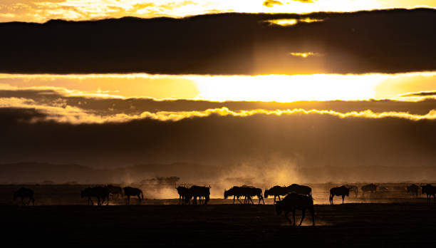 istock Amboseli National Park 1902996927