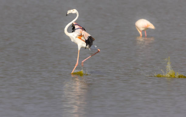 istock Amboseli National Park 1902997024