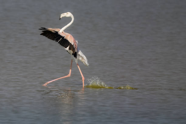 istock Amboseli National Park 1902997025