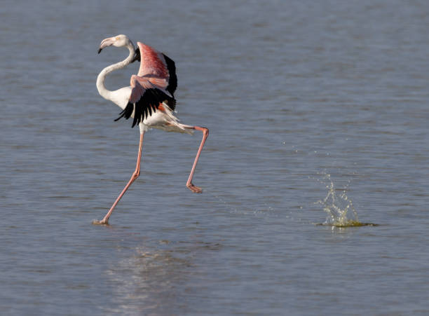 istock Amboseli National Park 1902997027