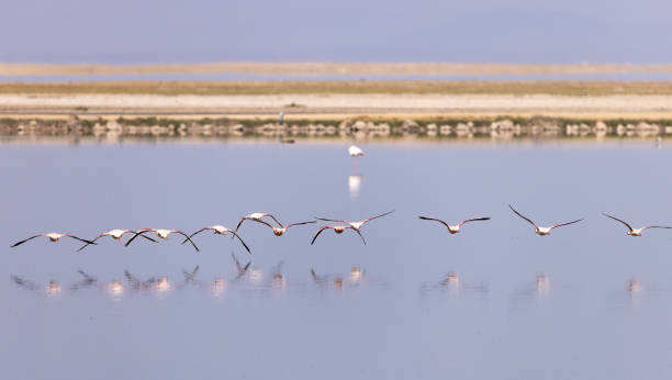 istock Amboseli National Park 1902997043