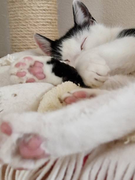 istock Little sleeping cat 's paw photo 1902997154