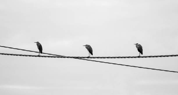 istock Fauna Ticino Animal Park 1902997306