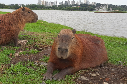 Capybara (Hydrochoerus hydrochaeris) in a park in the city of Curitiba in southern Brazil