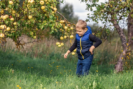 The little gardener and the branch full of yellow apples. Horizontal photo.