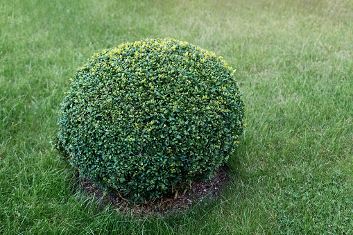 Buxus sempervirens round plant in the green lawn. in Lithuania.