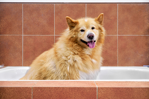 An Alaskan Malamute husky dog waiting in the bathtub of the veterinary clinic to be bathed