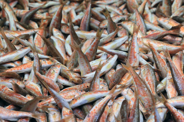 istock Fresh fish for sale in fish market 1903082113