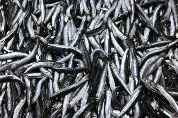 istock Fresh fish for sale in fish market 1903082131