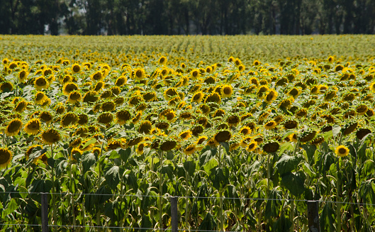 field of sunflowers, oil plantation of sunflowers, with fence of