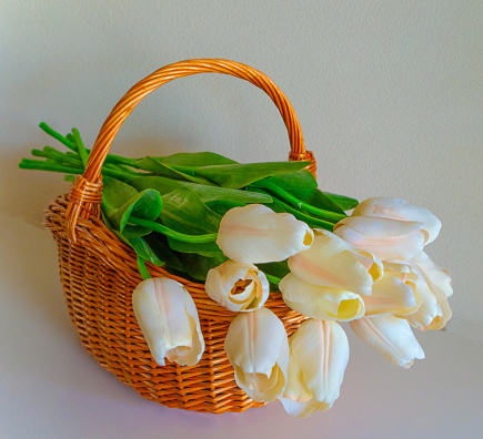 Basket of Fresh Cut Tulips- Howard County, Indiana