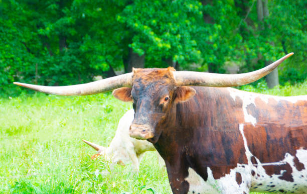 istock Cattle- Longhorn Cow- Miami County, Indiana 1903100437