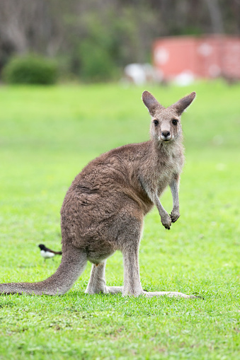 Joey being comfortable in its mother’s pouch. The Western Grey Kangaroos are commonly found in southern part of Australia.